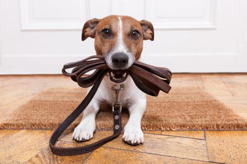 Dog Fouling